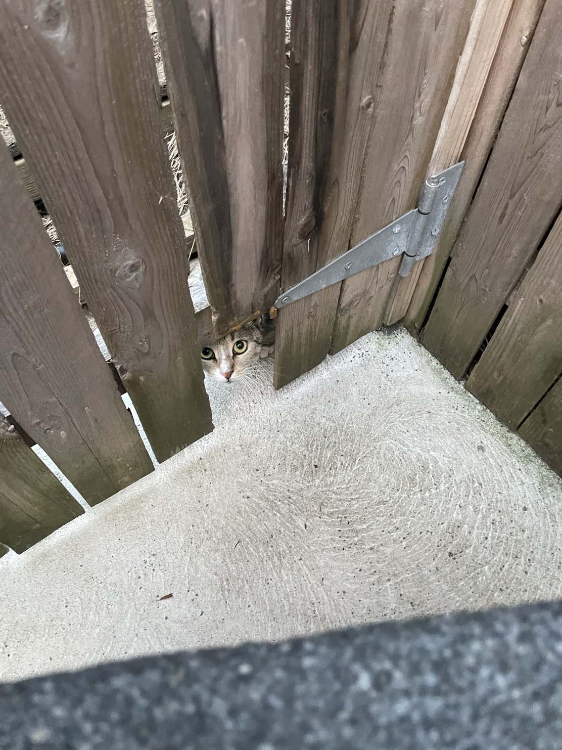 Frances peeking through the fence - where it all began